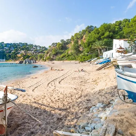 Crisantemo Lloret de Mar